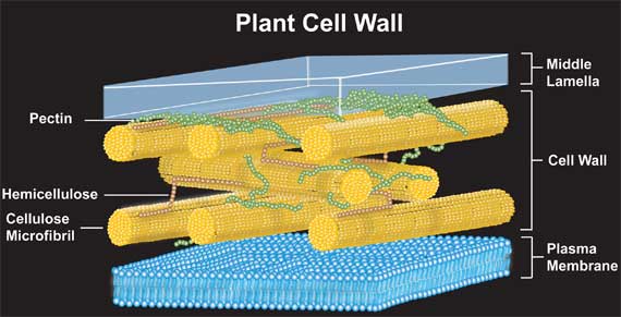 Cell Wall  U0026 Membrane